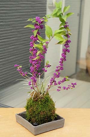 ムラサキシキブの苔玉