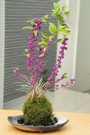 ムラサキシキブの苔玉