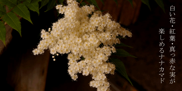 ナナカマドの苔玉