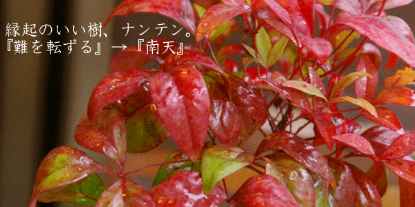 南天の盆栽