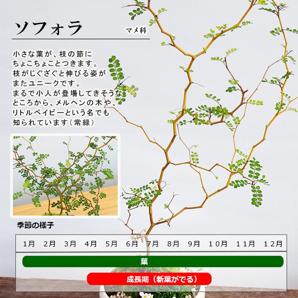 ソフォラの盆栽