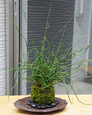 ラセンイの苔玉