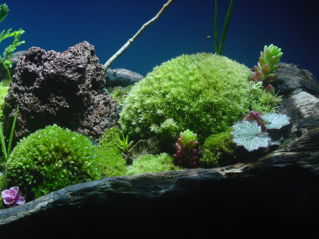 苔盆栽