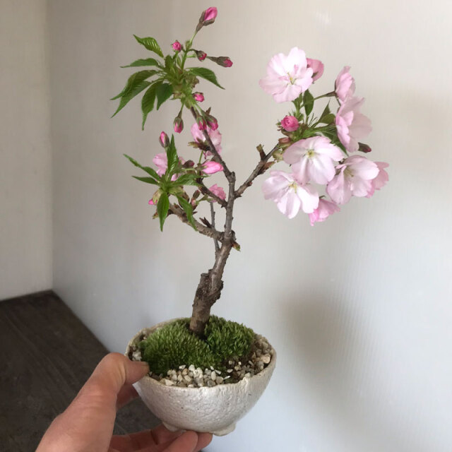 桜(旭山桜)の盆栽