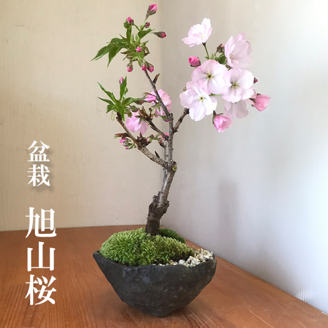 桜 そう聞くだけで心和む景色を貴方のもとへ 旭山桜 あさひやまさくら の盆栽 くらま鉢