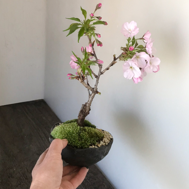 桜(旭山桜）の盆栽
