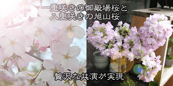 桜(旭山桜）の盆栽