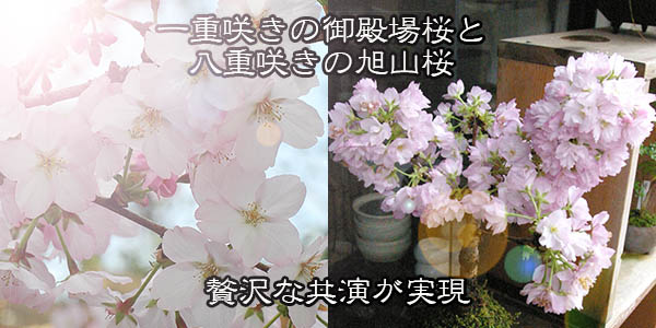 桜(旭山桜)の盆栽
