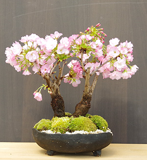 桜 そう聞くだけで心和む景色を貴方のもとへ 桜 旭山桜 の二本植え盆栽 炭化焼き締め鉢 桜 そう聞くだけで心和む景色を貴方のもとへ 桜 旭山桜 の二本植え盆栽 炭化焼き締め鉢