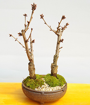 桜(旭山桜)の盆栽