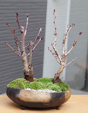 桜(旭山桜)の盆栽
