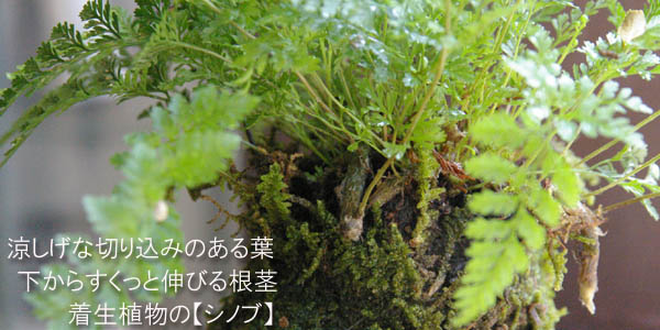 太い根茎 涼しげな葉が魅力のシダ植物 しのぶ シノブ の苔玉 器セット