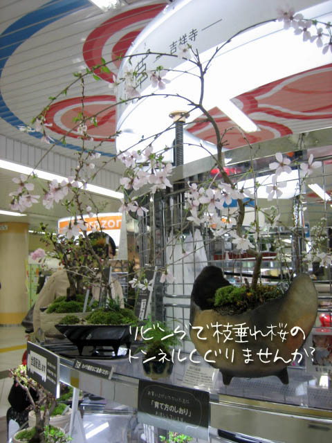 枝垂桜の寄せ植え盆栽
