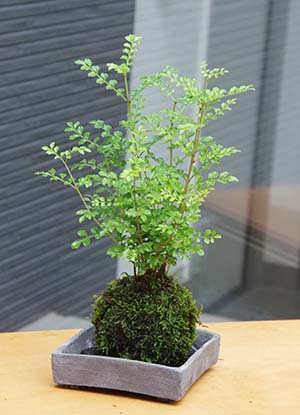苔玉 トネリコ