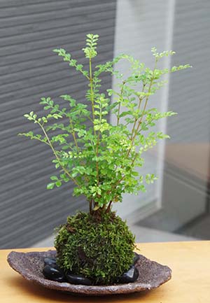 苔玉　トネリコ