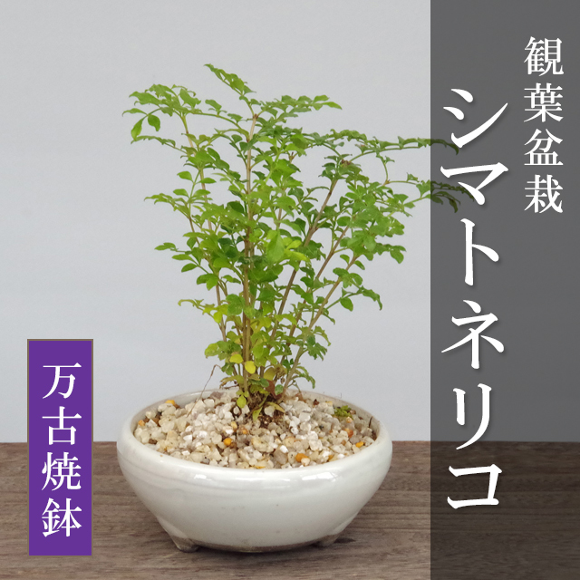 室内で育てられます 光沢の葉が魅力 シマトネリコの鉢植え しがらき万古焼鉢