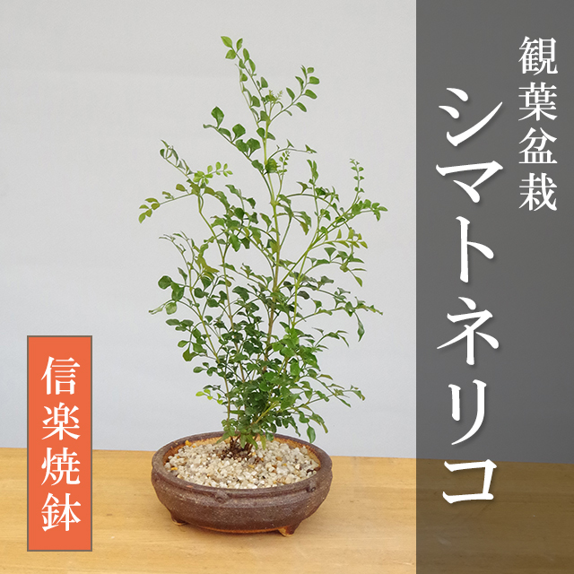 シマトネリコの鉢植え