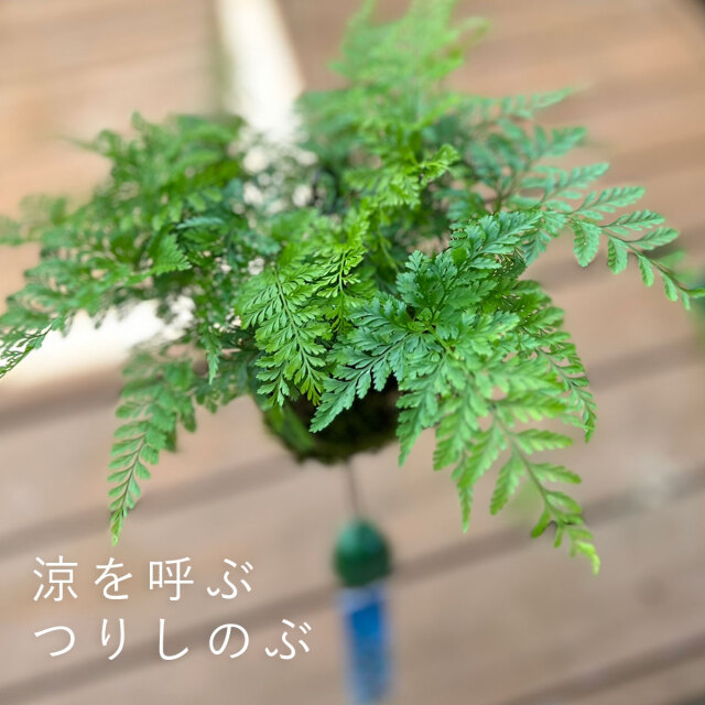 ダバリア 西洋シノブ