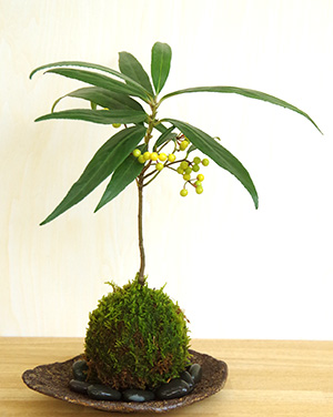 百両の苔玉