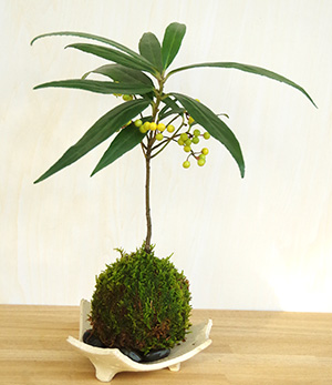 百両の苔玉