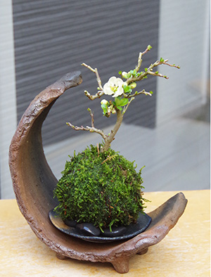 長寿梅の苔玉