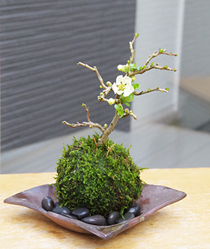 白長寿梅苔玉　