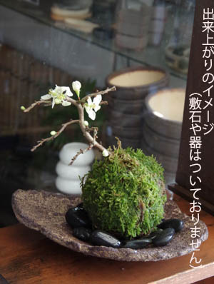 苔玉キット