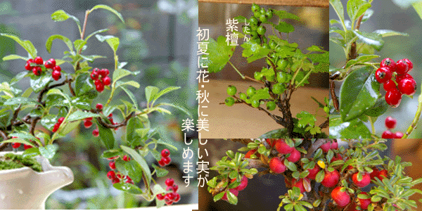 ベニシタン苔玉