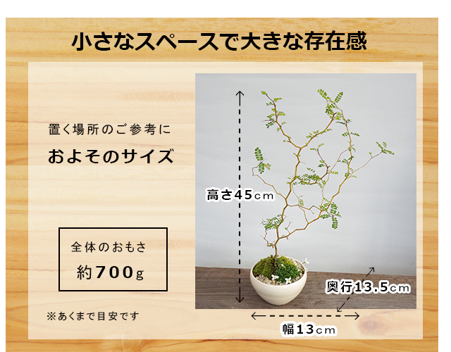 ソフォラの盆栽