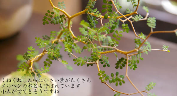 ソフォラミクロフィラの盆栽