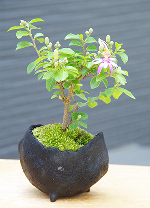 睡蓮木（スイレンボク）の盆栽