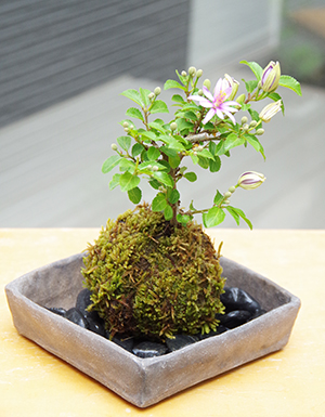 睡蓮木(スイレンボク)の苔玉