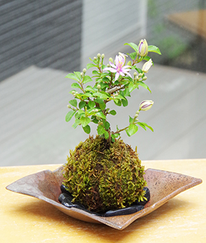 睡蓮木(スイレンボク)の苔玉