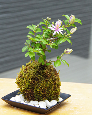 睡蓮木(スイレンボク)の苔玉