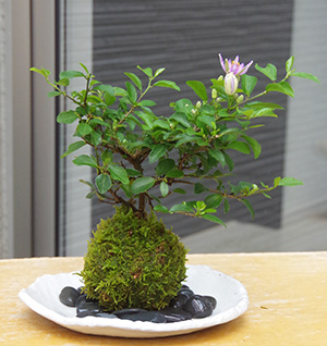 睡蓮木(スイレンボク)の苔玉