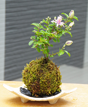 睡蓮木(スイレンボク)の苔玉