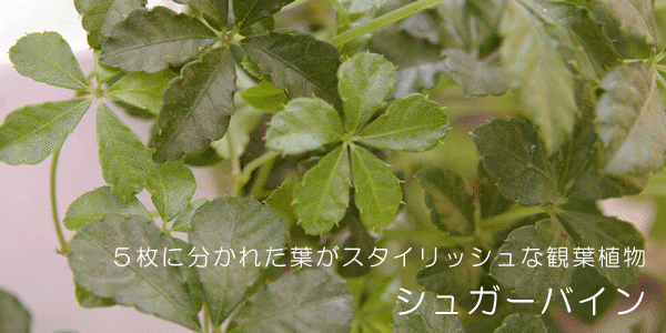 シュガーバインの苔玉