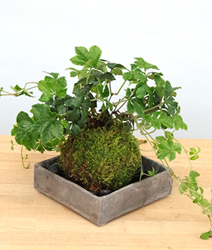 シュガーバインの苔玉