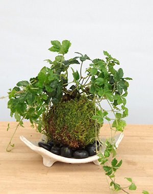 シュガーバインの苔玉
