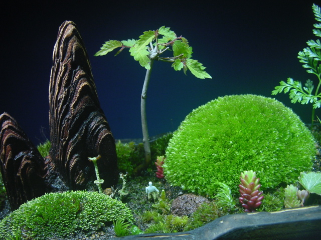 苔盆栽