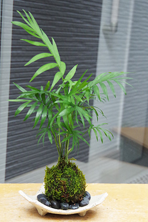 テーブルヤシの苔玉