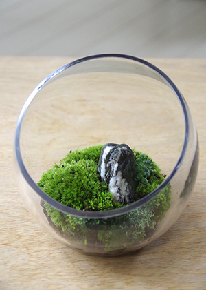 苔盆栽
