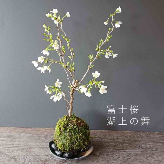 湖上の舞 苔玉