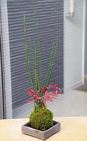 トクサ・南天の寄せ植え苔玉