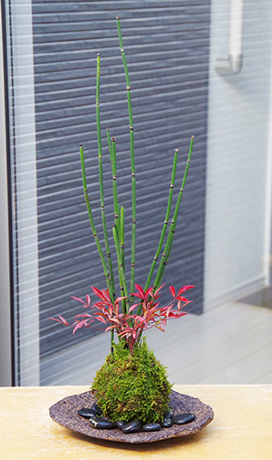 トクサ・南天の寄せ植え苔玉