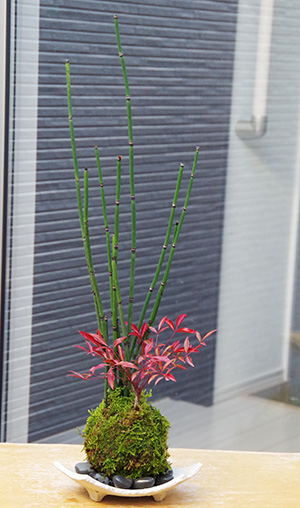 トクサ・南天の寄せ植え苔玉