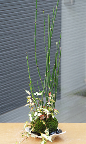 トクサ・テイカカズラの苔玉