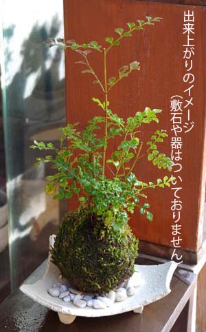 苔玉キット