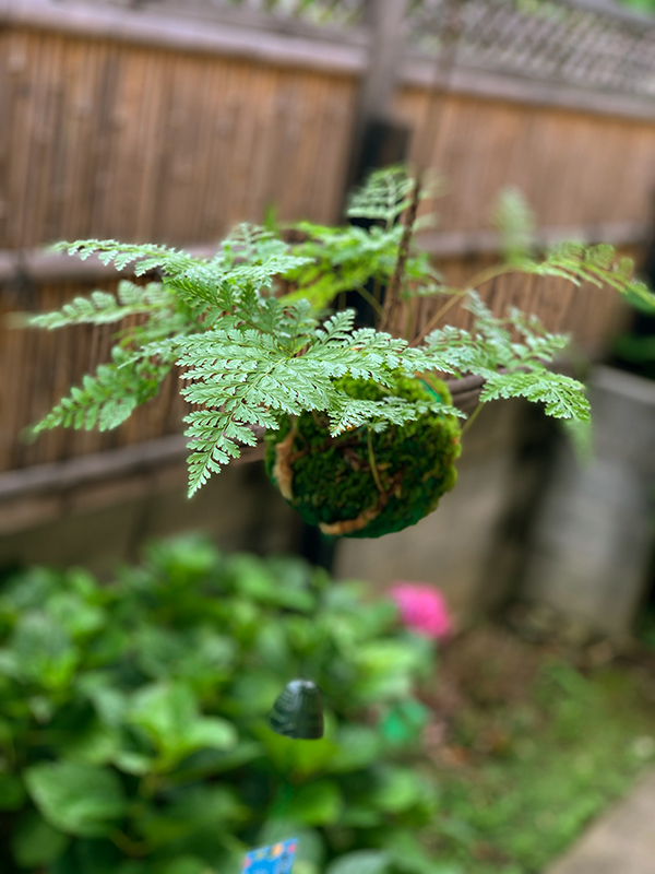 涼しげな葉を茂らせ 夏の風情を楽しませてくれます つりしのぶ ツリシノブ 風鈴付