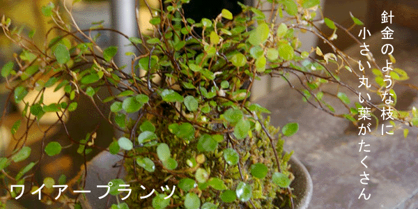 ワイアープランツの苔玉